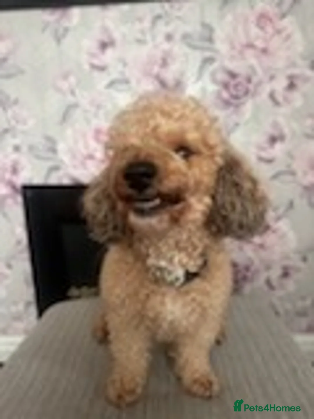 Poodle dogs for stud: 🏆PROVEN🏆sable miniature poodle health tested in Havant - Advert 8