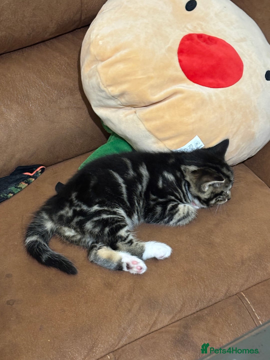 Mixed Breed cats for sale: Adorable kittens - Advert 5