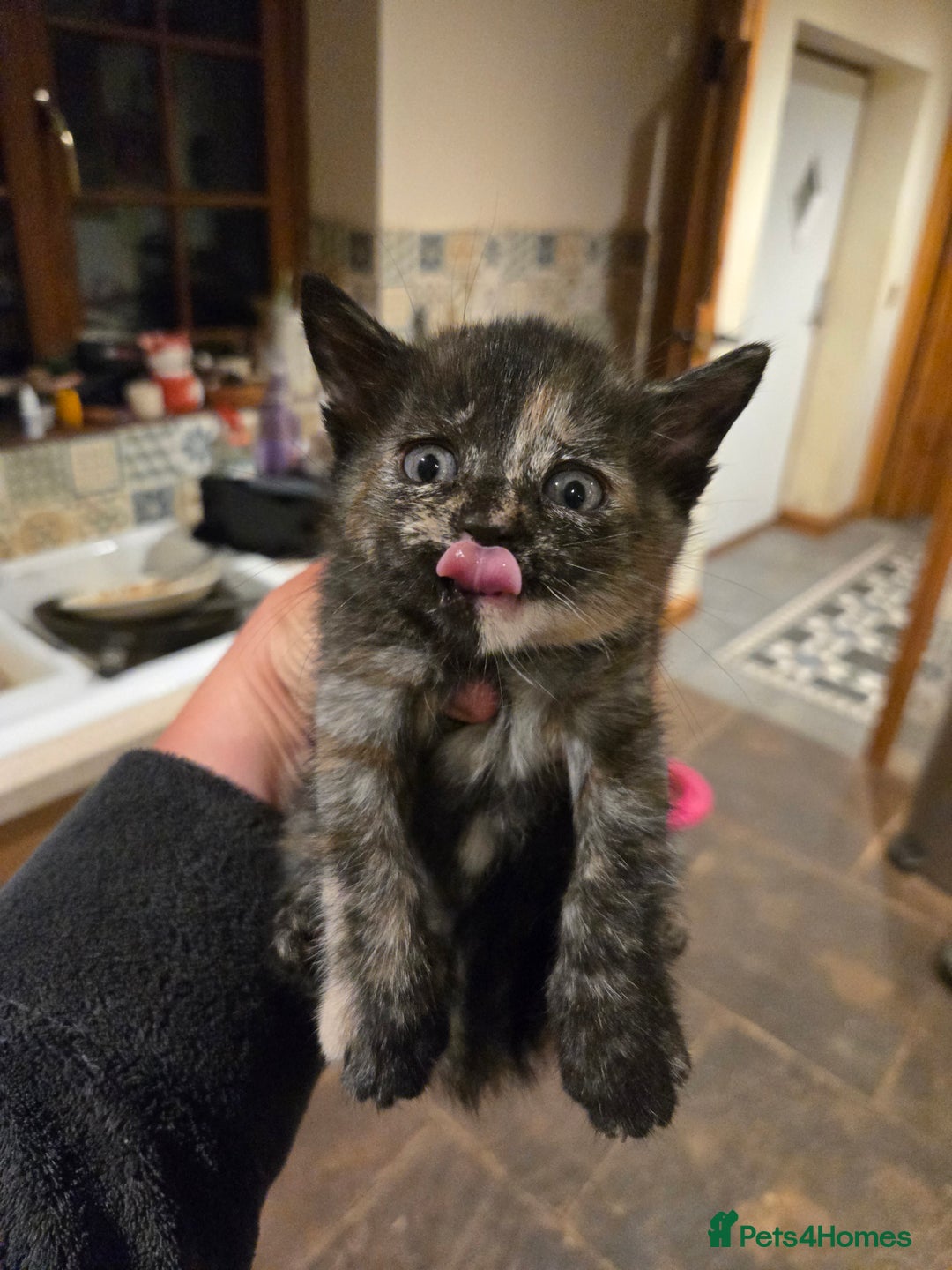 British Shorthair cats for sale: Beautifully marked kittens.  - Image 14