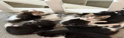 Mixed Breed cats for sale: Friendly kittens ready for homes  - Advert 16