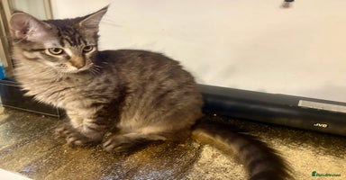 Maine Coon cats - Advert 12