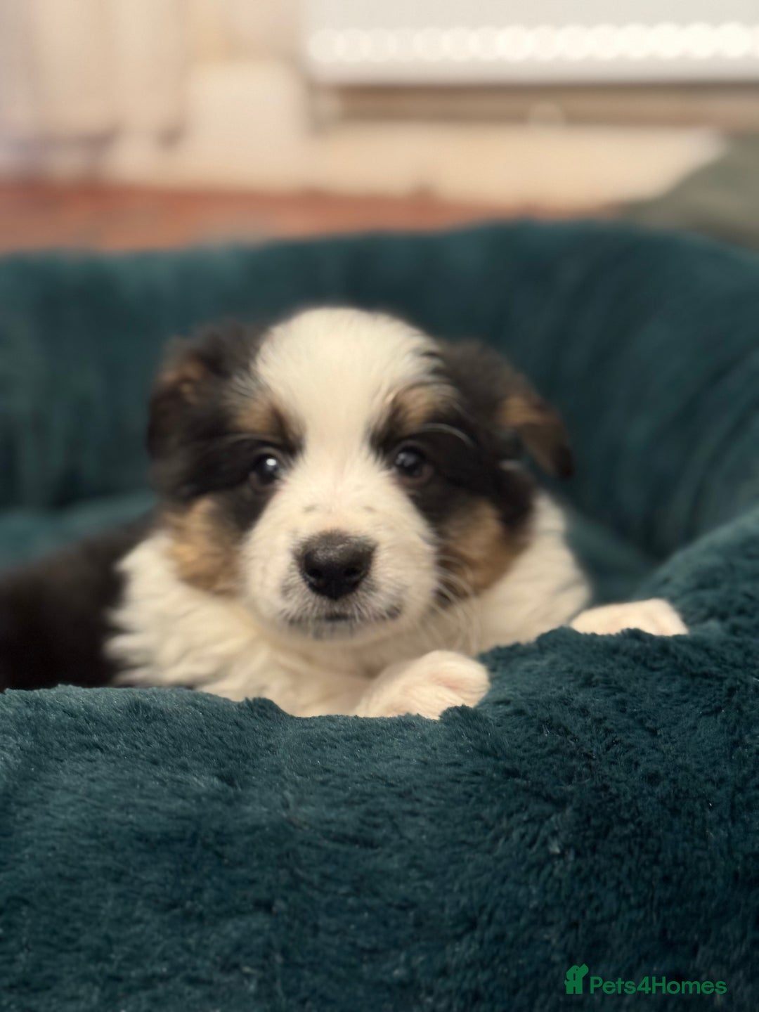 Border Collie dogs for sale: Pure Bred Border Collie Puppies For Sale - Advert 34