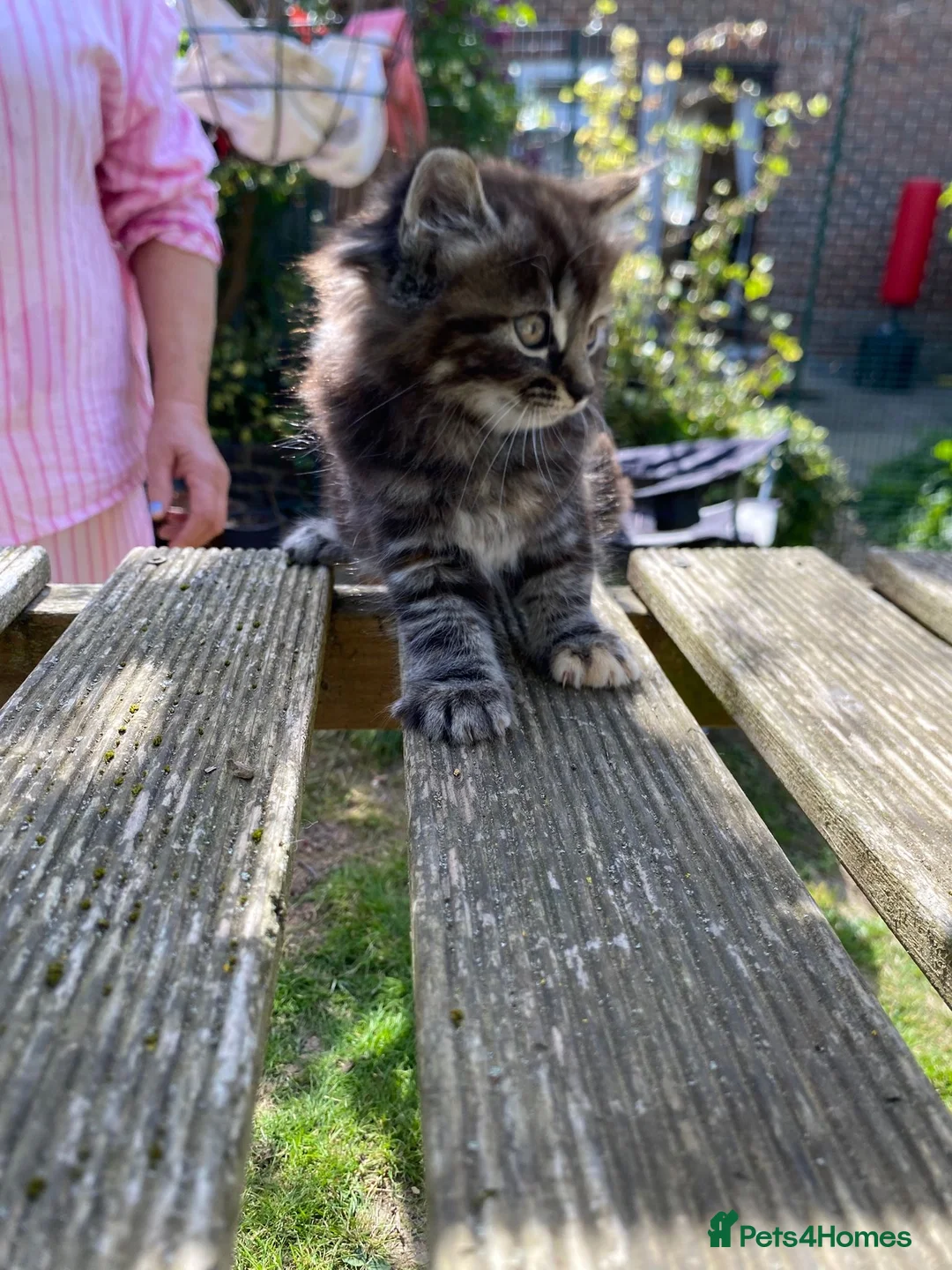 Maine Coon cats for sale: Maine coon X Rag Doll  2 Baby Girls Ready Now - Advert 11