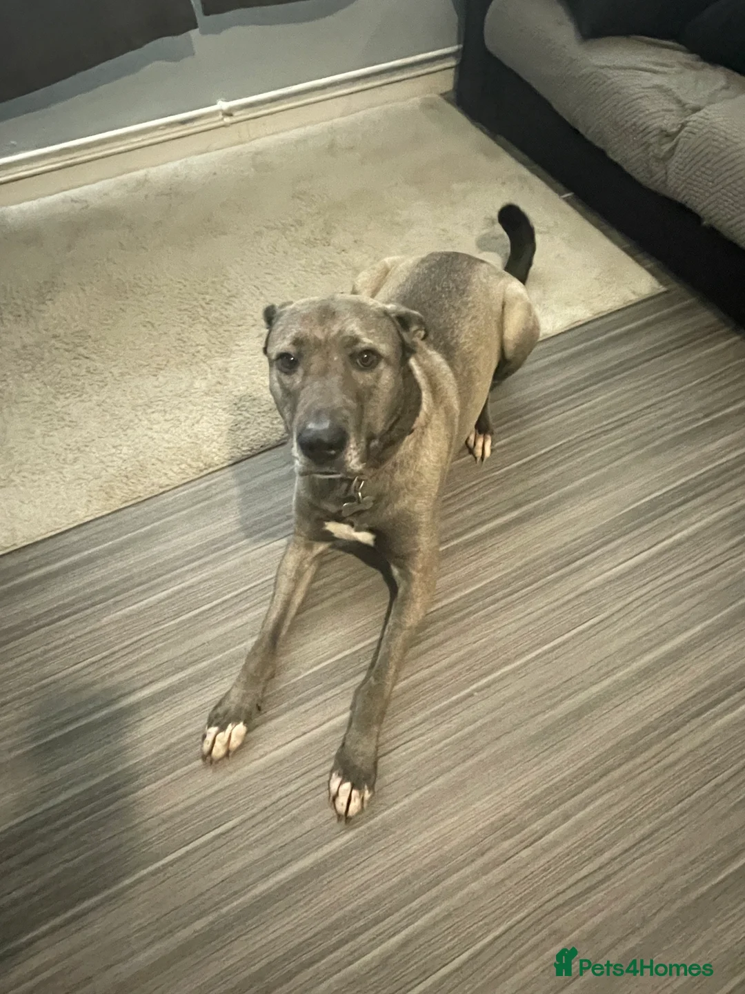 Mixed Breed dogs for sale: Dog forever home - Advert 2