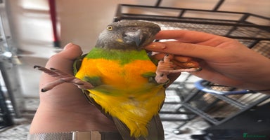 Parrots birds - Advert 6