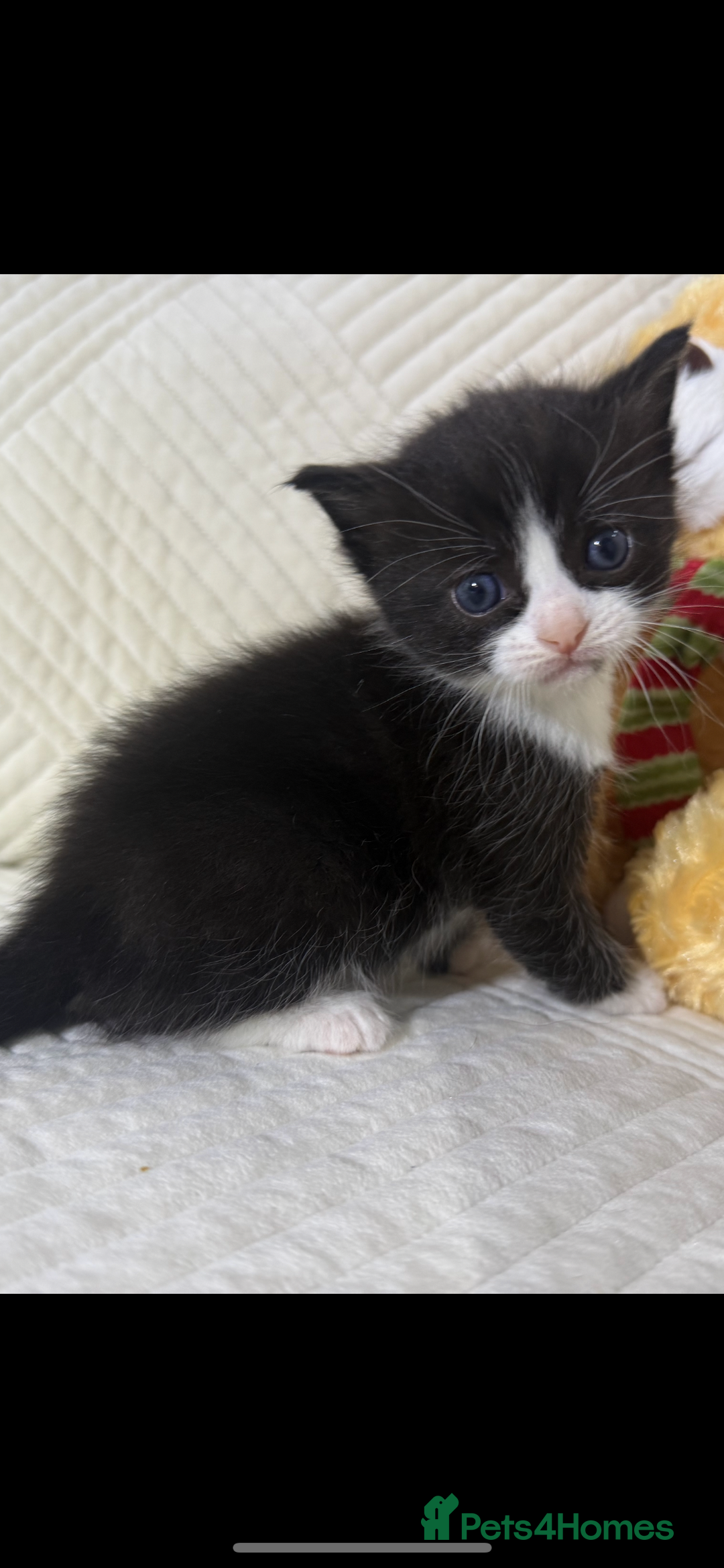 Mixed Breed cats for sale: Beautiful Ragdoll mixed kittens for Sale  - Advert 14