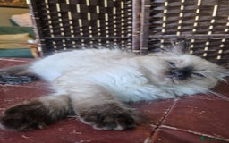 Ragdoll cats for sale: 1 Ragdoll girl left looking for a loving home  - Image 26