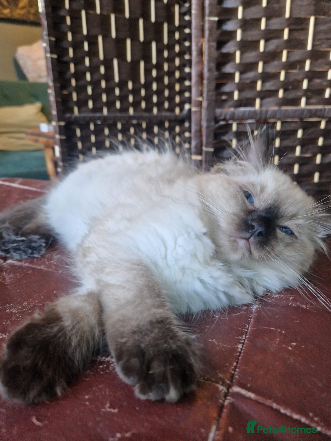 Ragdoll cats for sale: 1 Ragdoll girl left looking for a loving home  - Image 26