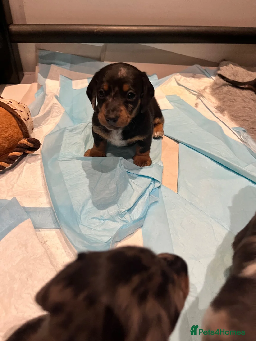 Miniature Dachshund dogs for sale: Gorgeous miniature Daschund puppies - Advert 14