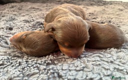 Miniature Dachshund dogs for sale: KC Miniature Dachshund puppies - Image 10