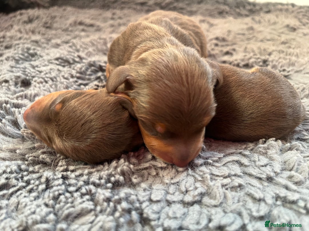 Miniature Dachshund dogs for sale: KC Miniature Dachshund puppies - Image 10