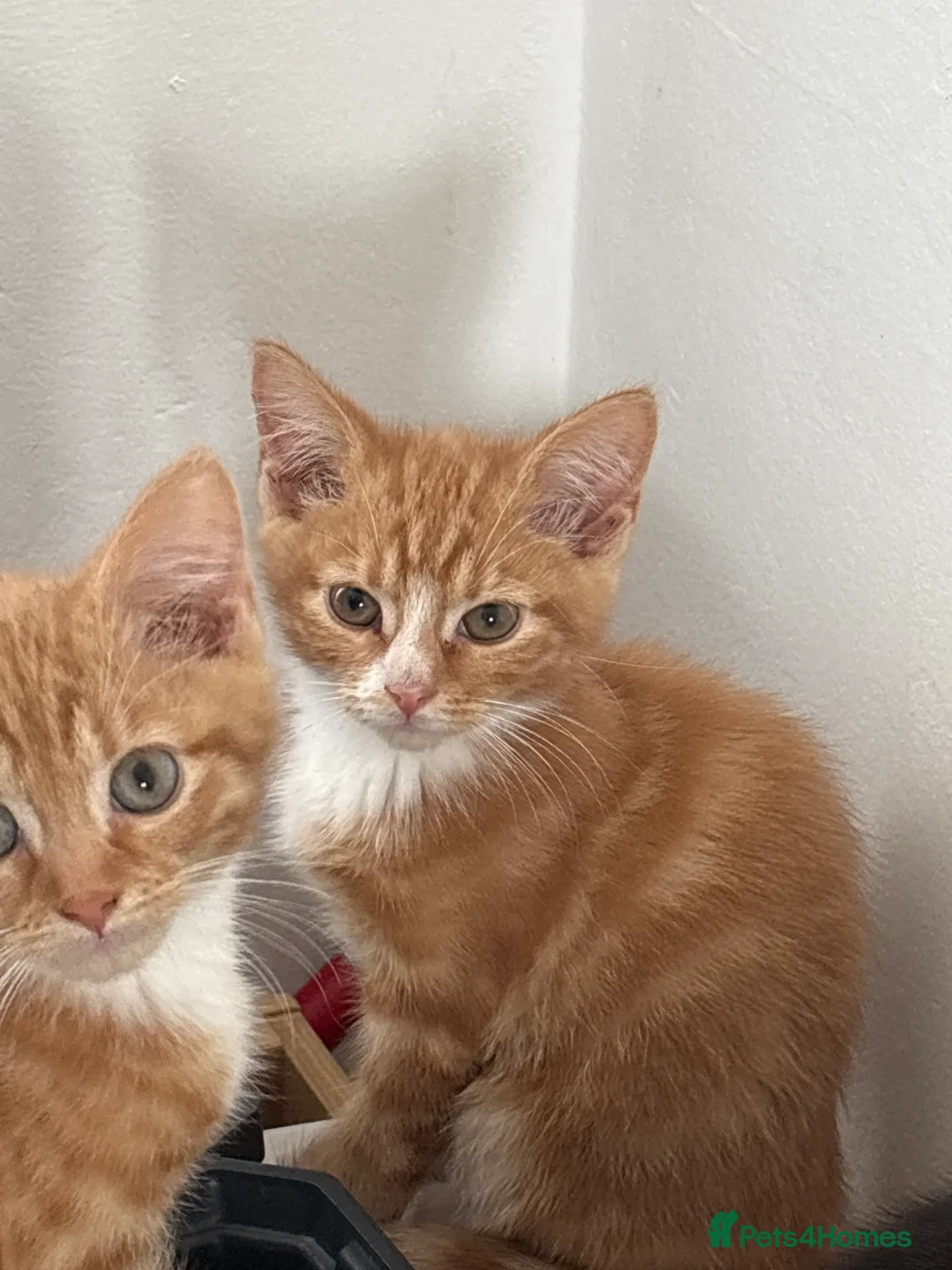 Domestic Shorthair cats for sale: Four kittens looking for homes - Advert 2