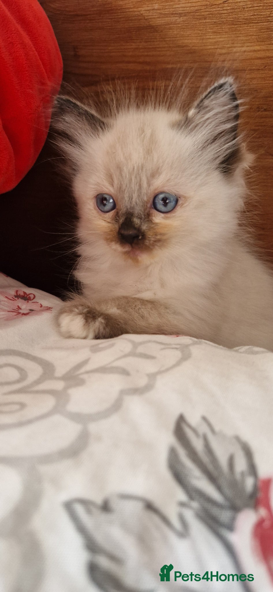 Ragdoll cats Ragdoll babies ready for reservation - Advert 14