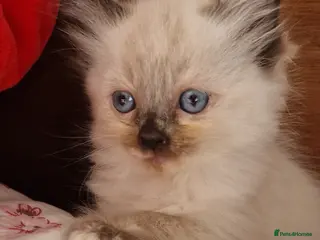 Ragdoll cats Ragdoll babies ready for reservation - Advert 14