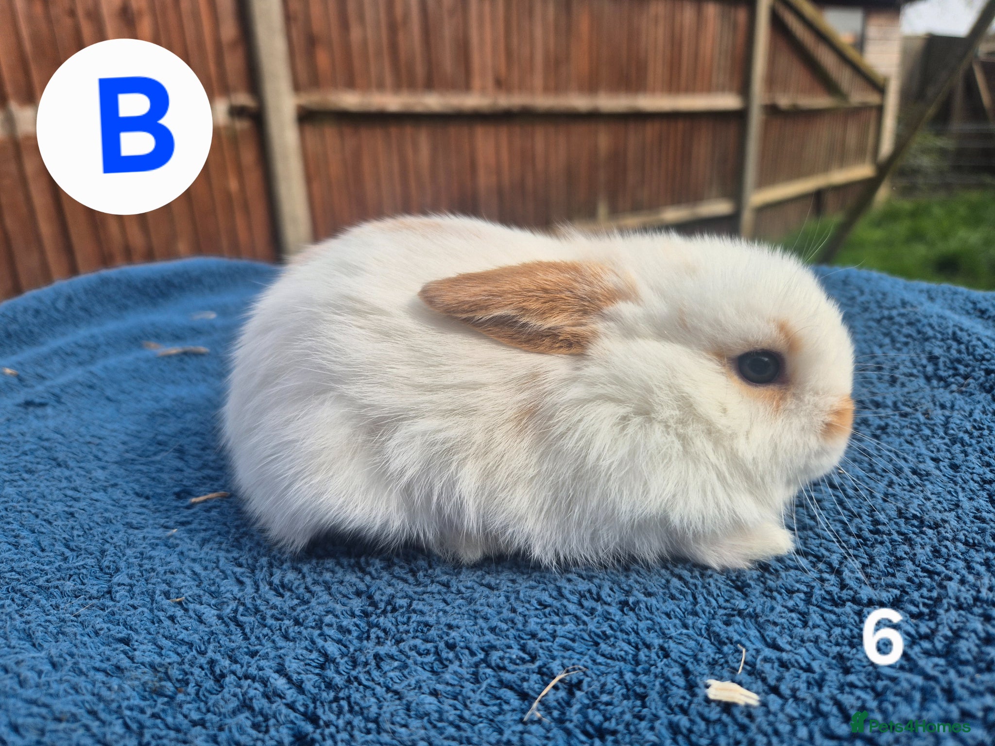 Mini Lop rabbits ❤️Gorgeous mini lop babies💙  - Advert 2