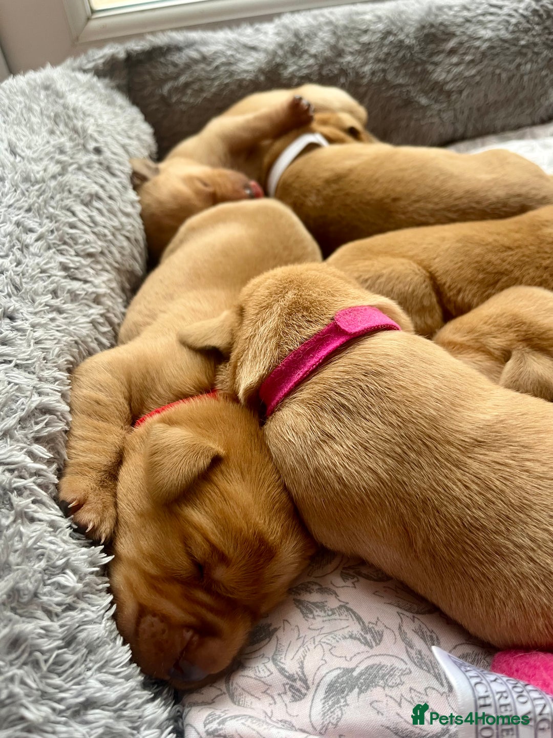 Labrador Retriever dogs for sale: Gorgeous Fox Red Labrador Puppies - Image 12