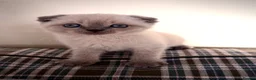 Scottish Fold cats for sale: Luxury Scottish folded NY12 ready to going.  - Advert 4