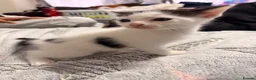 Mixed Breed cats for sale: 5 Kittens looking for their new home in London - Advert 6
