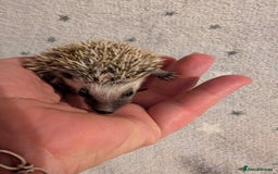 Pygmy Hedgehog rodents for sale: Litter of African pygmy hedgehog  - Image 6