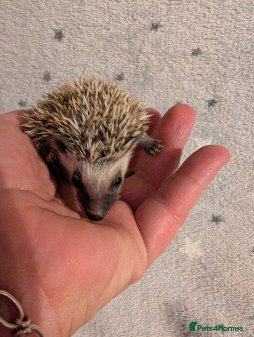 Pygmy Hedgehog rodents for sale: Litter of African pygmy hedgehog  - Image 6
