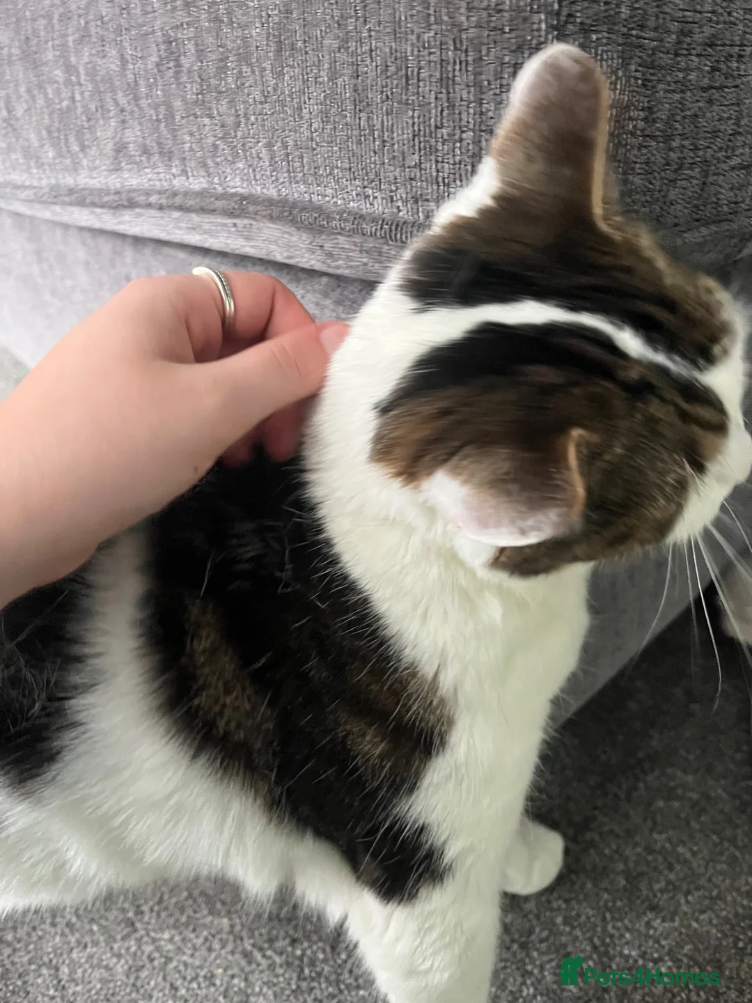 Mixed Breed cats for sale: Beautiful Domestic Cat  in Barnoldswick - Advert 2
