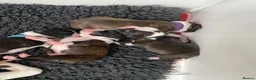 Boston Terrier dogs for sale: Five gorgeous puppies, looking for a forever home - Advert 10