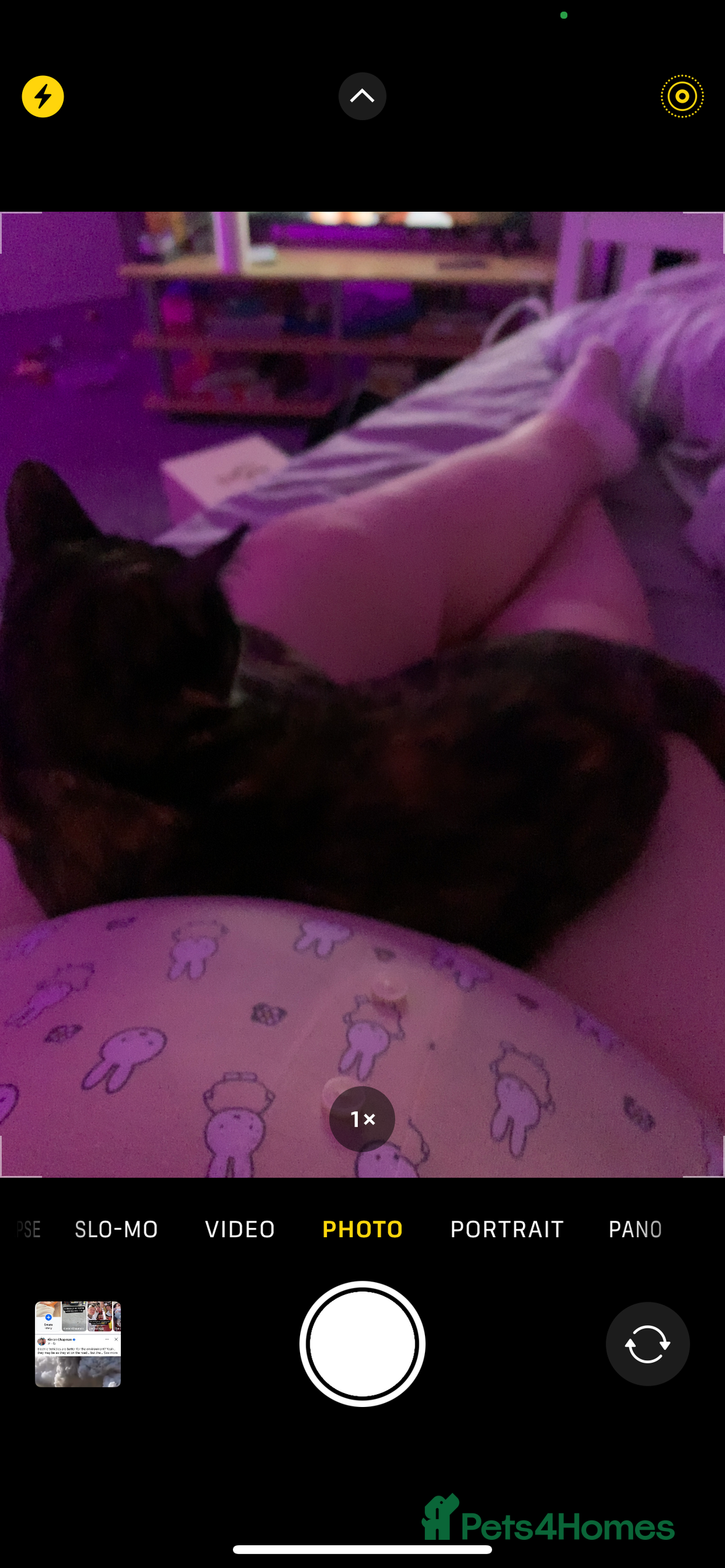 Mixed Breed cats for sale: Female one year old cat  - Image 2