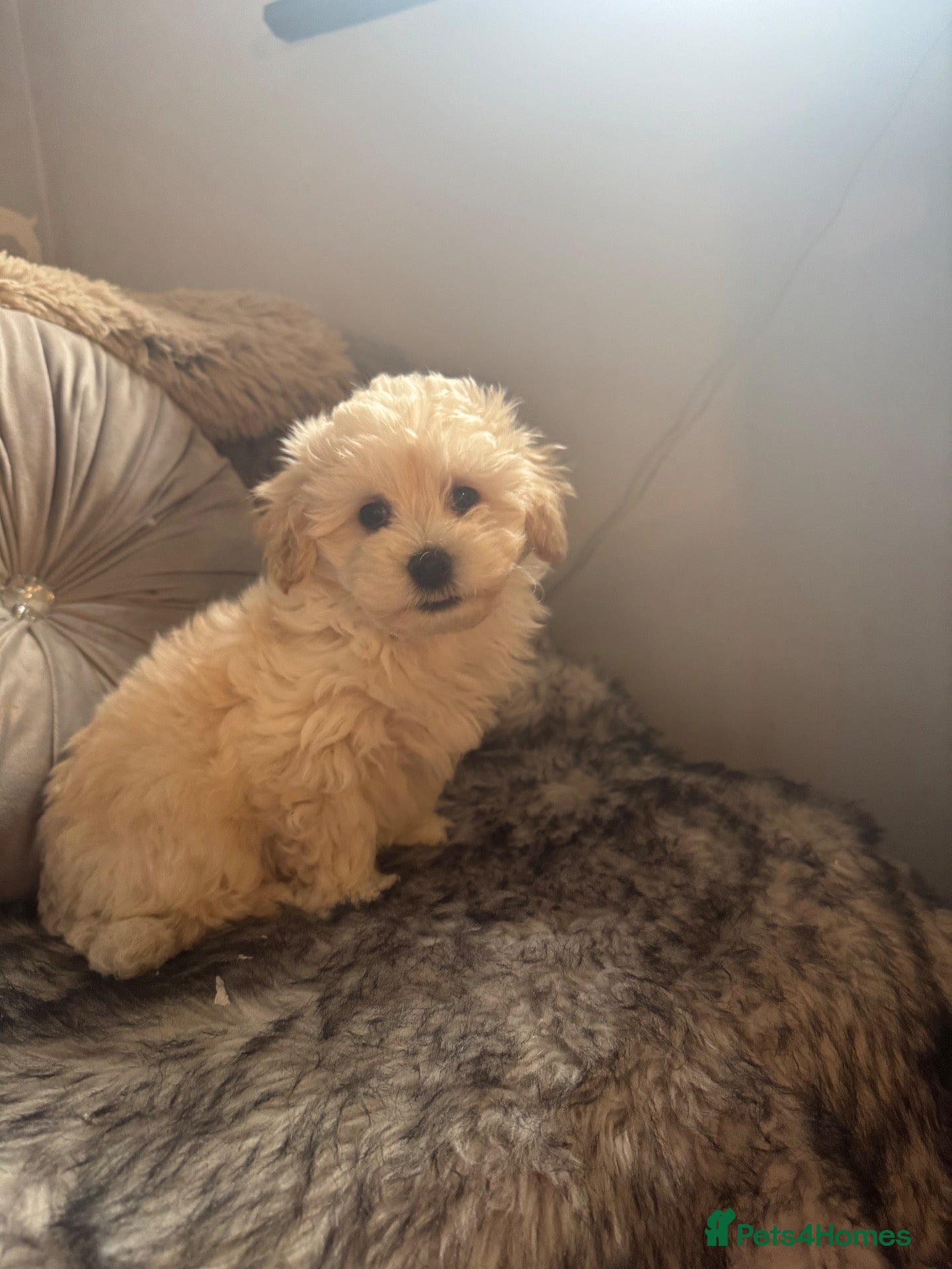 Maltipoo dogs Teddy bear maltipoo puppies  - Advert 2