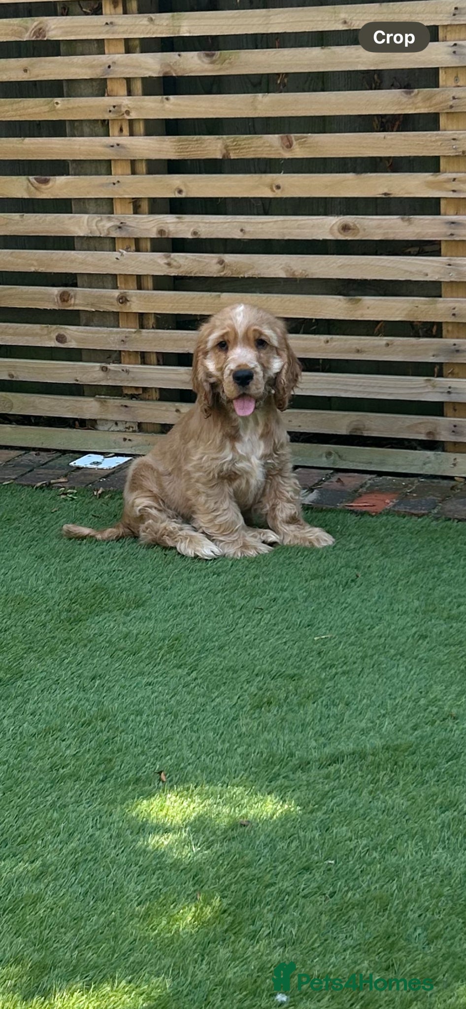 Cocker Spaniel dogs TRUE TO THE TYPE SHOW COCKER SPANIEL PUPPY 🐶 🐶🐶 - Advert 6