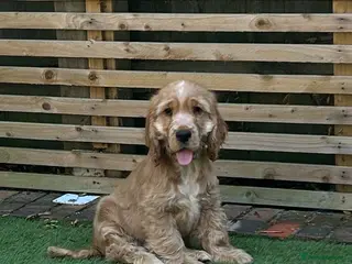 Cocker Spaniel dogs TRUE TO THE TYPE SHOW COCKER SPANIEL PUPPY 🐶 🐶🐶 - Advert 6