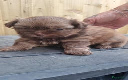Mixed Breed dogs for sale: Pomtzu  - Image 1