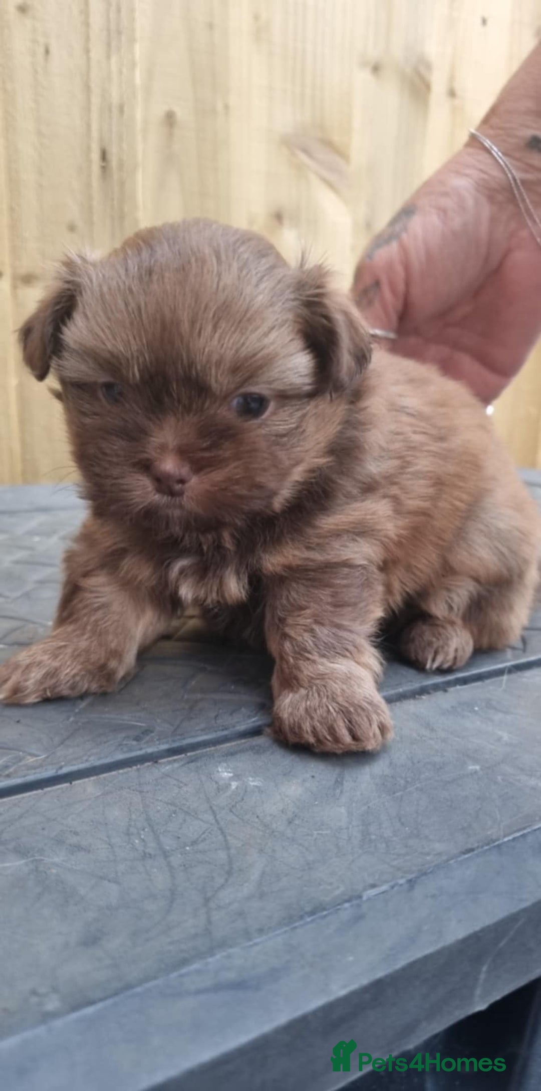 Mixed Breed dogs for sale: Pomtzu  - Image 1