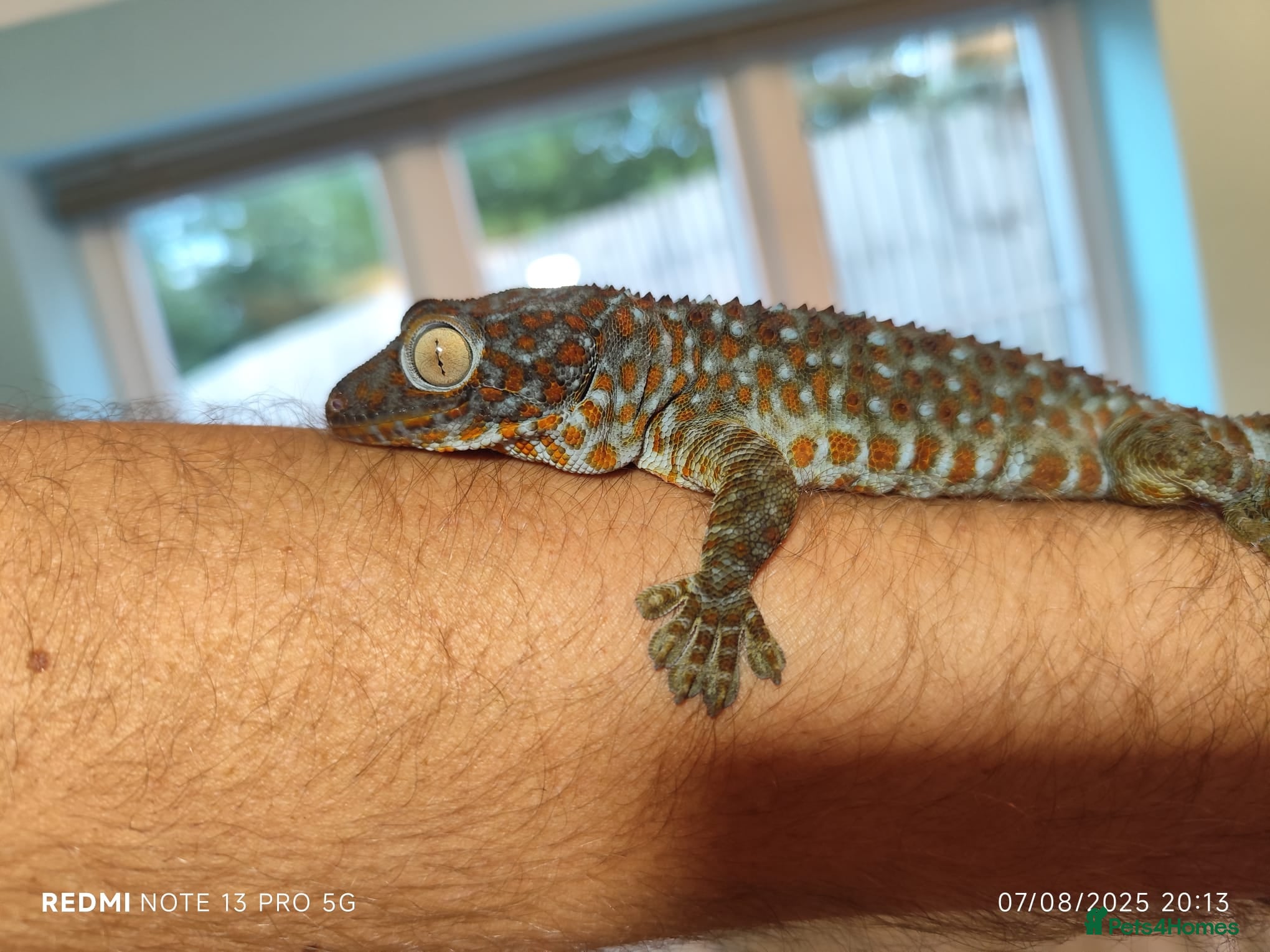 Gecko reptiles Female Tokay gecko and individual set up - Advert 10