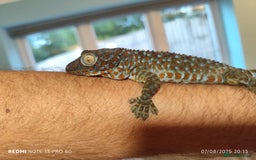 Gecko reptiles for sale: 2 x Female Tokay geckos and individual set ups - Image 1