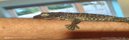 Gecko reptiles for sale: Female Tokay gecko and individual set up - Advert 1