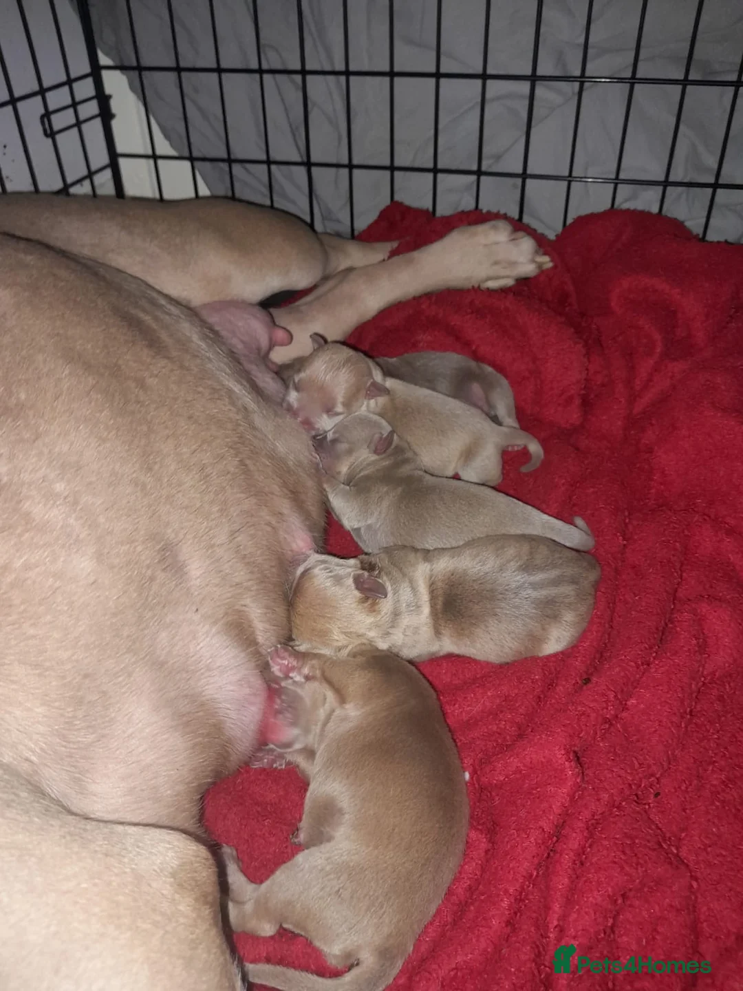 American Bully dogs for sale: American POCKET Bully - Advert 1