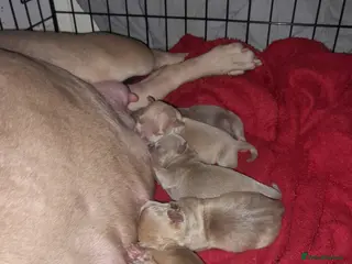 American Bully dogs American POCKET Bully - Advert 10