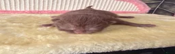 British Shorthair cats for sale: 🐾 GCCF Registered BSH / BLH Kittens 🐾 - Advert 23