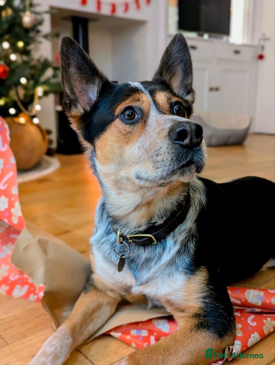 Australian Cattle Dog dogs Australian Cattle Dog "blue heeler" for stud - Advert 1