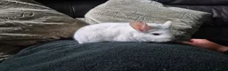 Chinchilla rodents for sale: Adult female chinchilla  - Advert 6