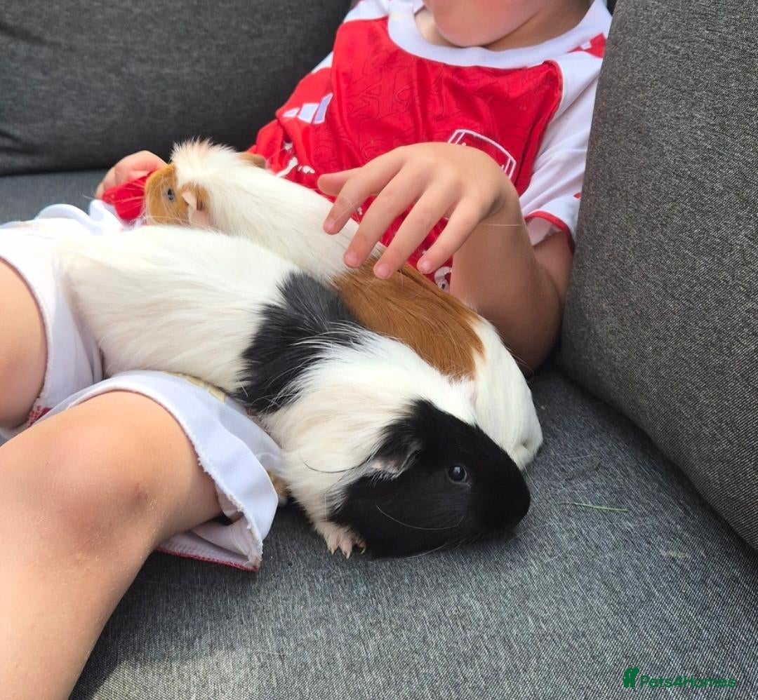Guinea Pig rodents Two lovely male guinea pigs - Advert 1