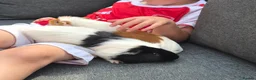 Guinea Pig rodents for sale: Two lovely male guinea pigs - Advert 1