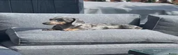 Miniature Dachshund dogs for sale: Miniature dachshund  - Advert 2