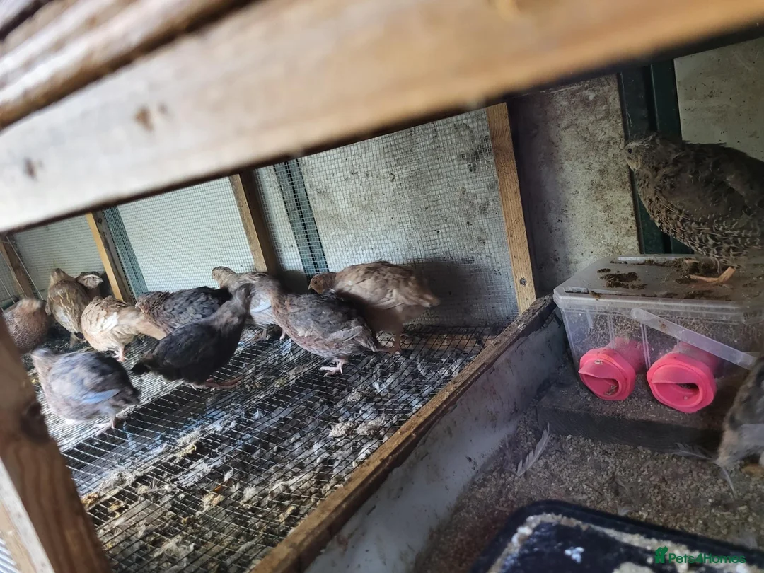 Quail poultry for sale: Sexed jumbo quail  - Advert 1