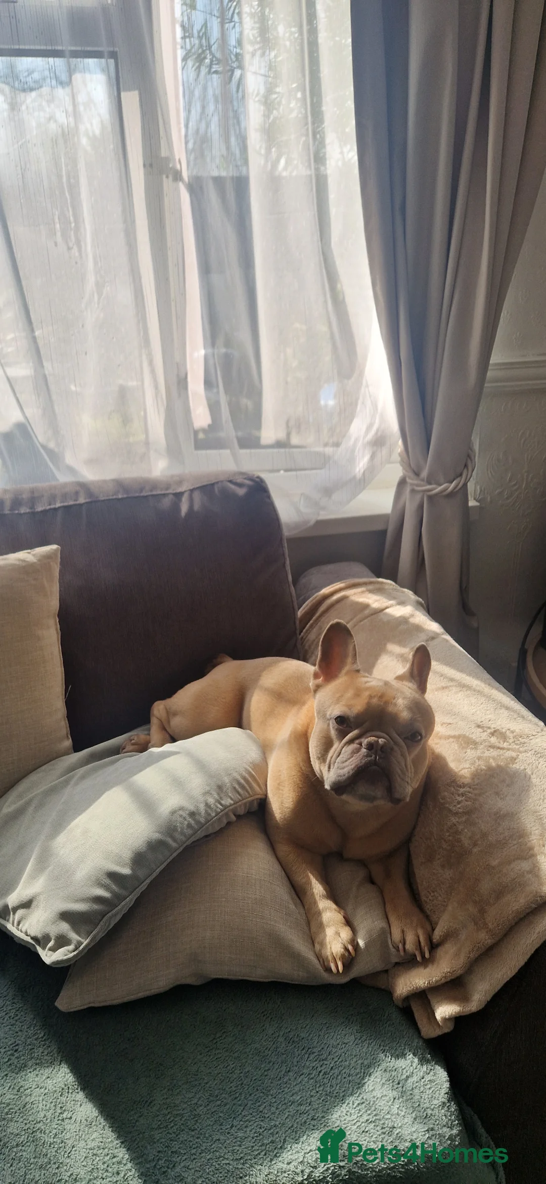French Bulldog dogs for sale: French bulldog  - Advert 2