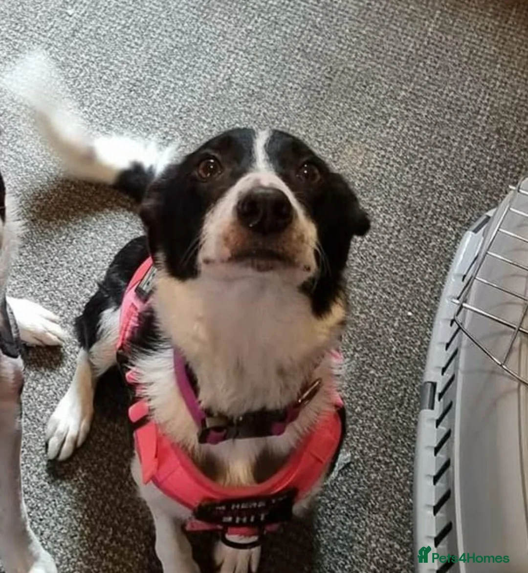 Border Collie dogs for sale: Border collie  - Advert 2