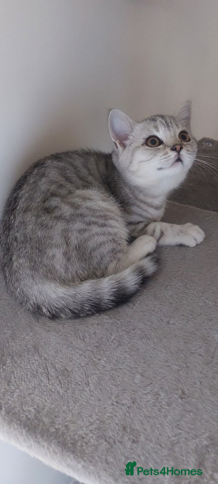 British Shorthair cats 2 British shorthair girls silver spotted/smoke - Advert 3