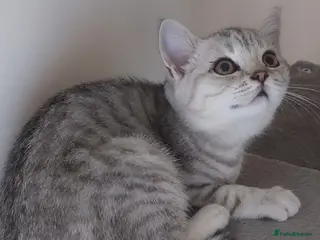 British Shorthair cats 2 British shorthair girls silver spotted/smoke - Advert 3