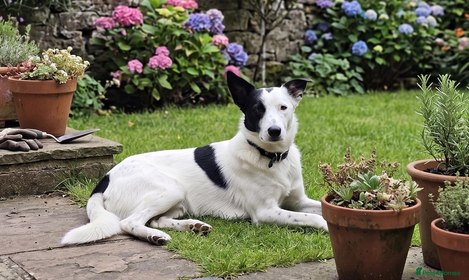 Mixed Breed dogs Bella is a Smart, Energetic Companion - Advert 1