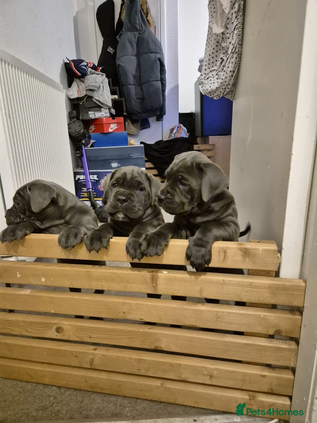 Cane Corso dogs for sale: Stunning Blue Cane Corso (blue) - Advert 12